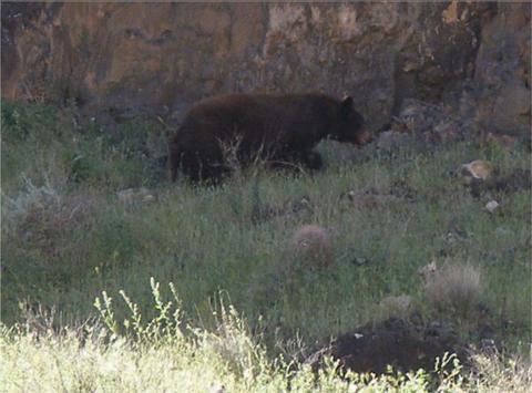 A Bear in the Grand Canyon at mile
              194.0