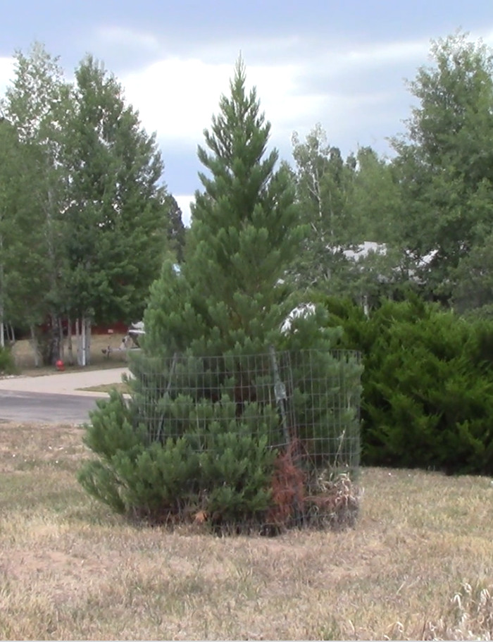 The "Deer Tree" as of Aug. 2018