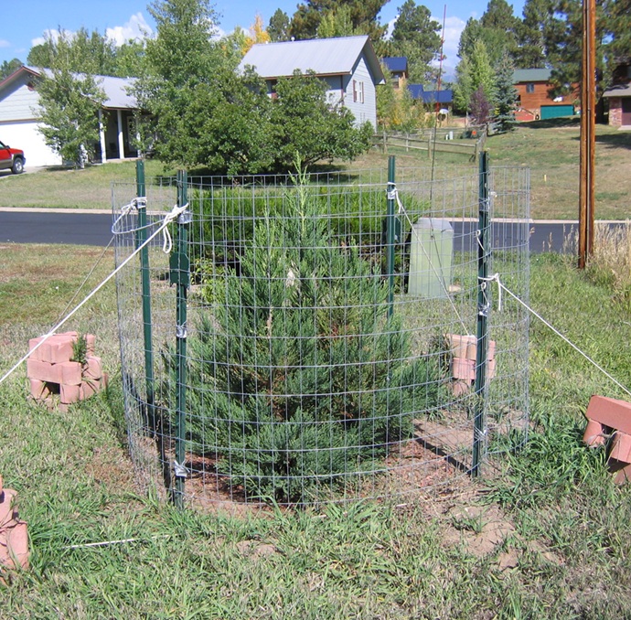 The first of the 4 planted seedlings