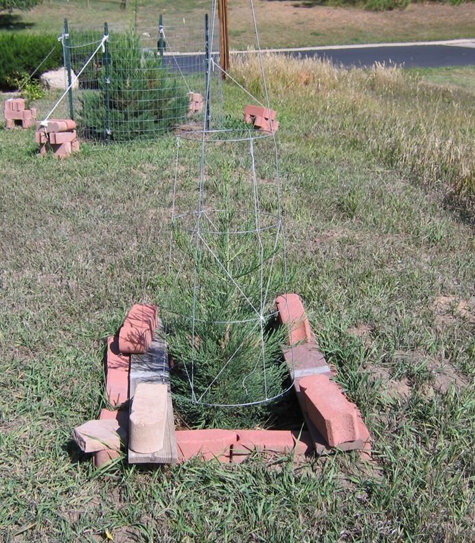 The first of the planted seedlings