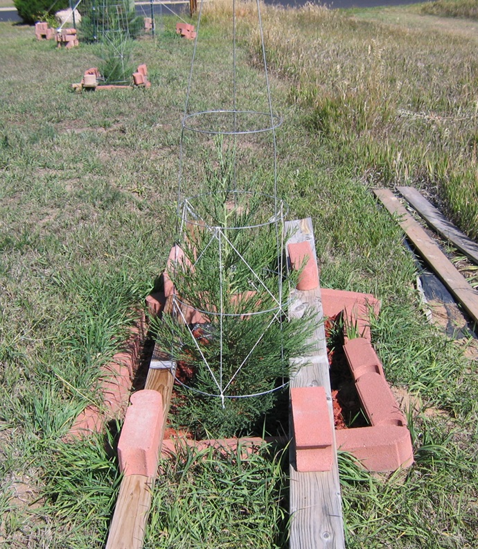 The 2nd of the planted seedlings