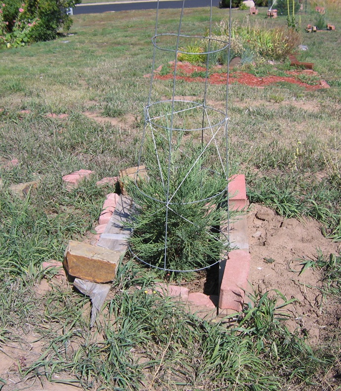 The 3rd of the planted seedlings.