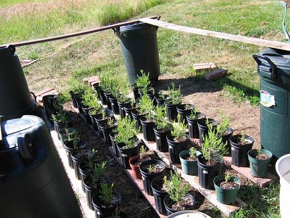 The seedling crop as of July 2009