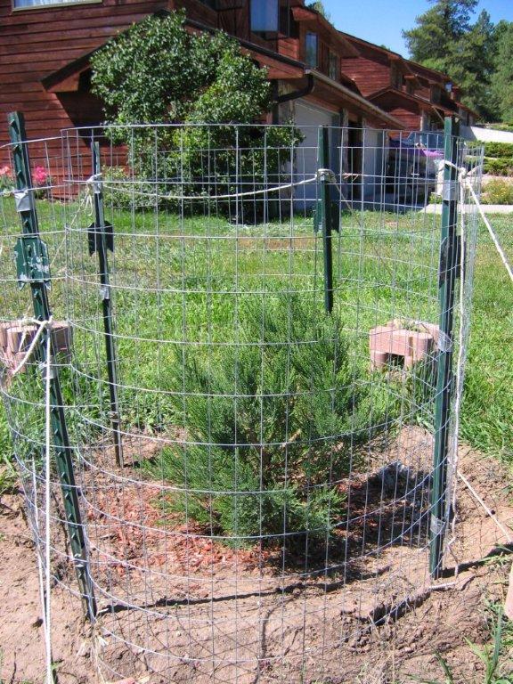 The "deer" tree after it's had a chance
          to recover.