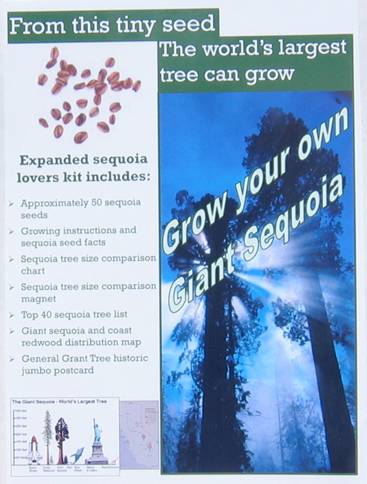 Grow
        your own Giant Sequoia seed package
