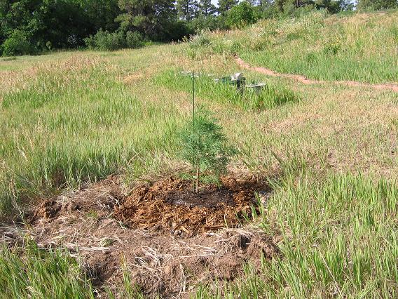 One of the trees from Welker's Nursery