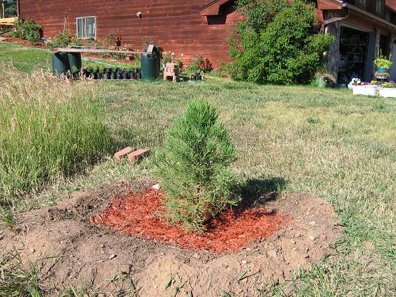 This is the same tree that was shown earlier just
          above the July 8, 2008 label.