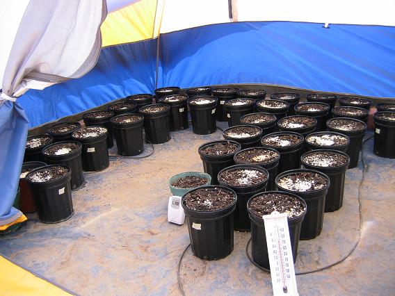The crop of seedlings is all tucked in in the
          "greenhouse".