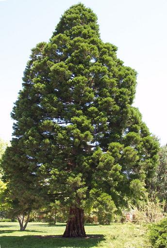 A Giant
        Sequoia tree growing in Santa Fe, New Mexico