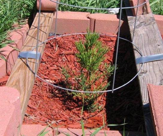 One of the planted seedlings