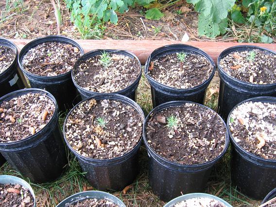 Some of the Giant sequoias started from seed.