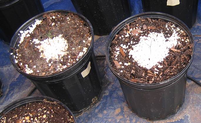 Some of the Giant Sequoia seed crop as of May 14,
          2008