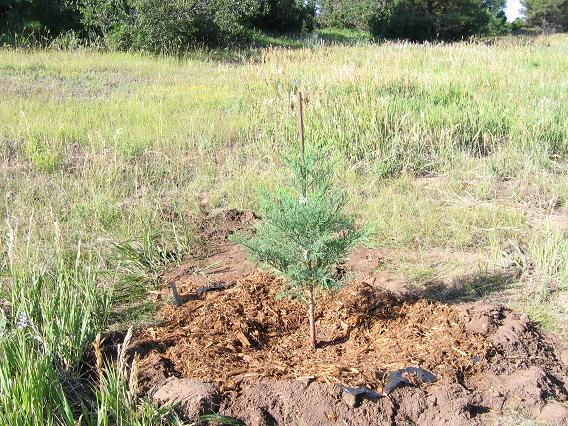 A
          third Giant Sequoia from Welker's Grove Nursery