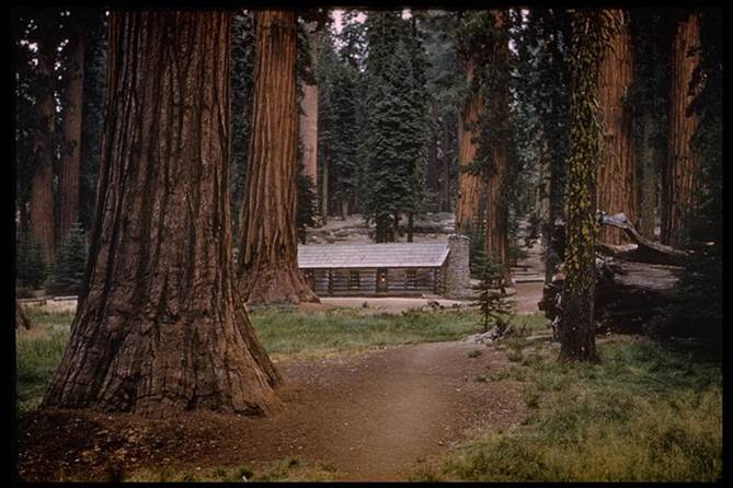 Sequoiadendron giganteum roughly translates to
          "Really big sequoia tree".