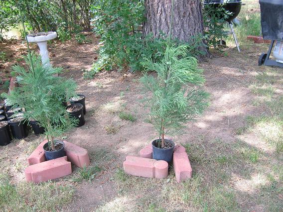 Two very nice Giant Sequoia trees from Welker's
          nursery.