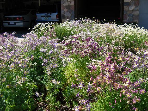 A cluster of Columbines