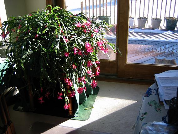 Christmas Cactus